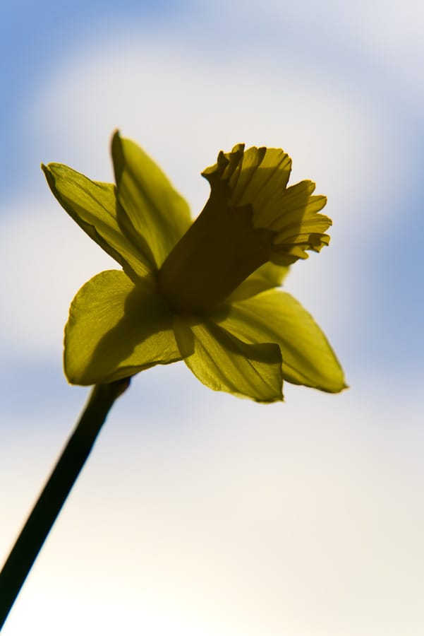 Close-up of a single yellow daffodil photographed from below, backlit against a bright sky with soft blue tones.