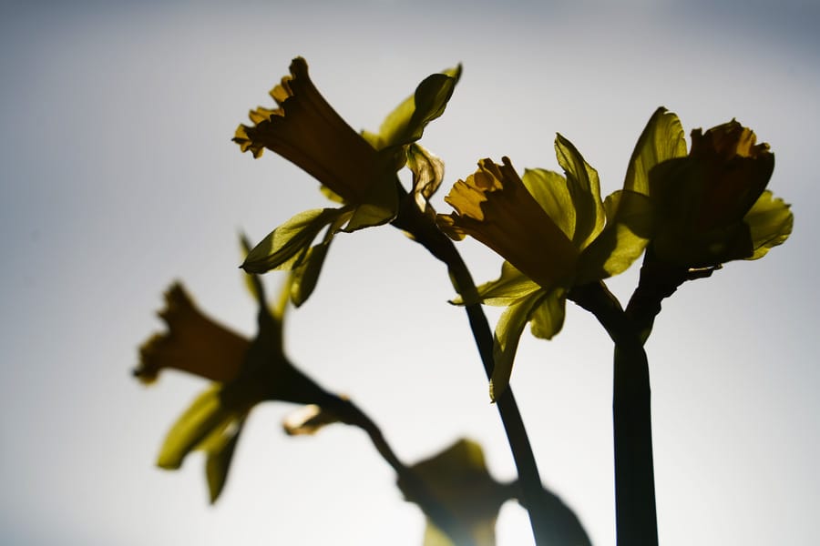 Group of yellow daffodils silhouetted against the sky, backlit by sunlight to highlight petal shapes and textures.