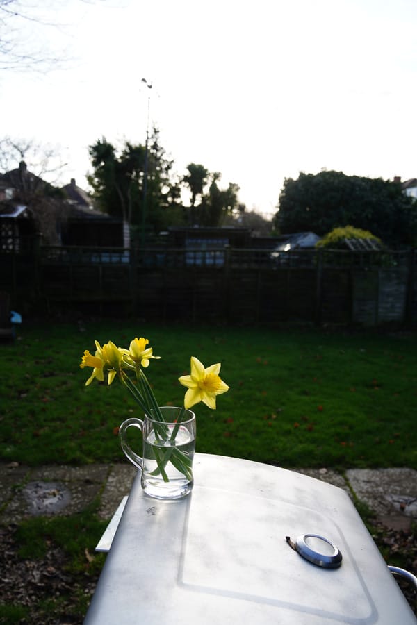 Glass beer jug holding yellow daffodils placed on a silver barbecue lid, backlit by low winter sun in a garden.